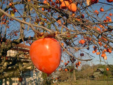 persimmonontree.jpg
