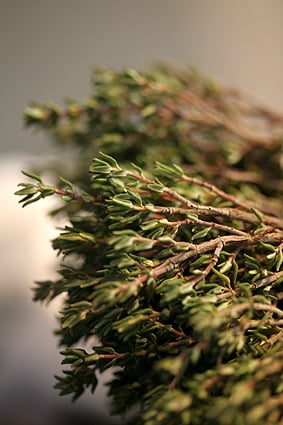 Thyme