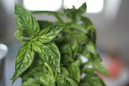 basil
