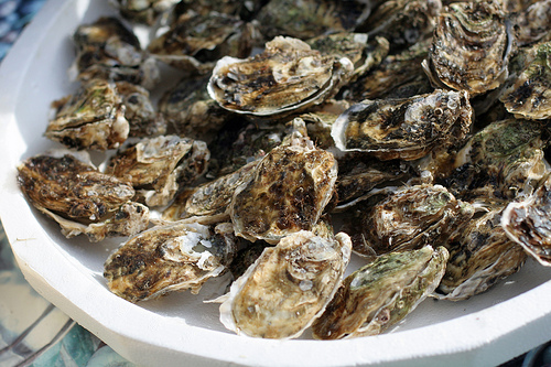 oysters