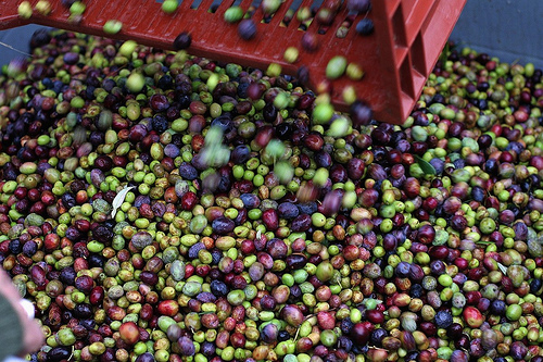 olive harvest