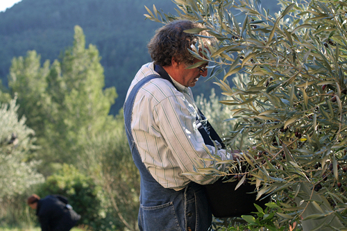 mort picking olives