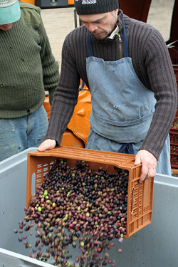 dumping olives before pressing