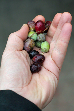 handful of olives