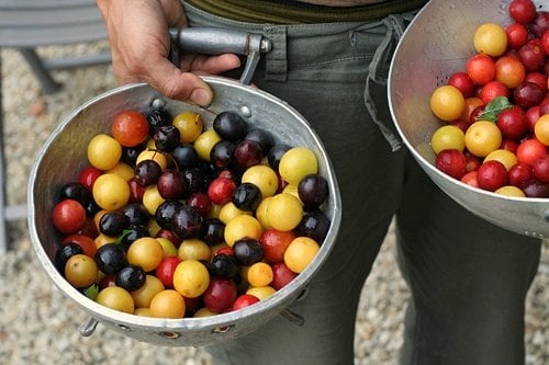 colander plums