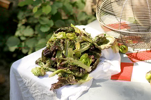 drying lettuce