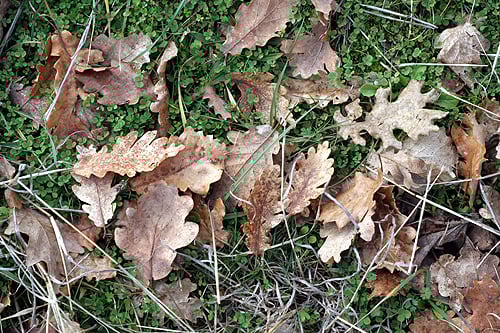 oak leaves