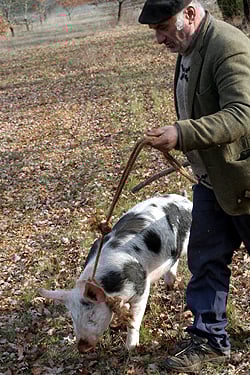 truffle hunting with pig