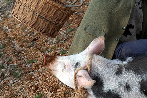 truffle pig