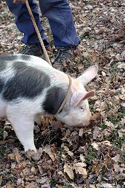 pig & truffle hunter