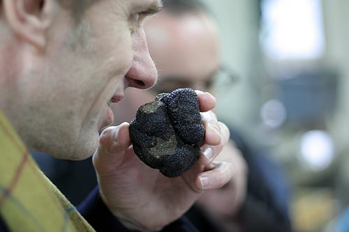 jean-louis sniffing truffle