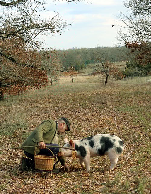 truffle hunting scene
