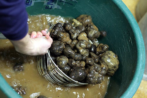 washing black truffles