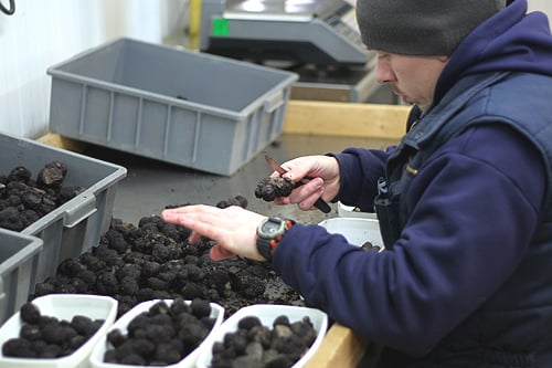 sorting black truffles