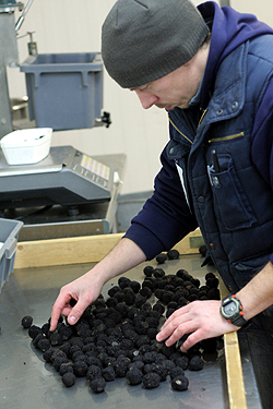 truffle sorting