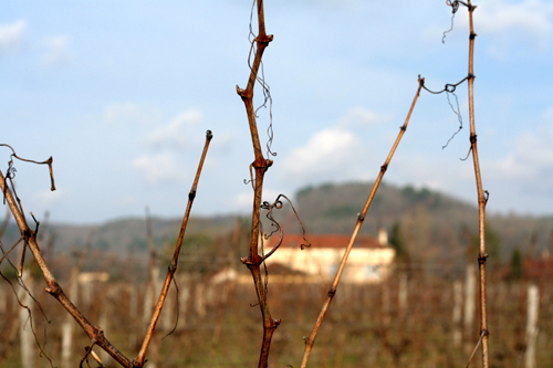 vines in cahors