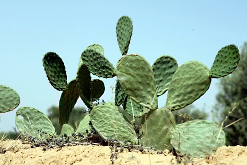 cactus