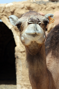camel