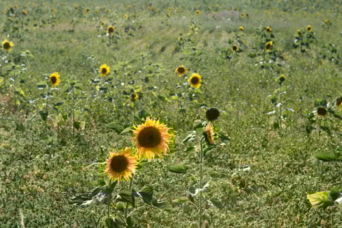 sunflowers