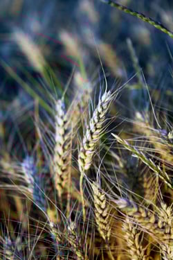 wheat