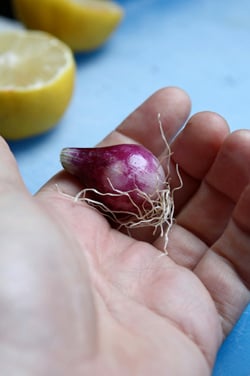 tiny onion