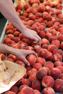 selecting peaches