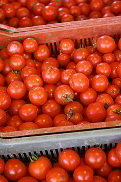 tomatoes