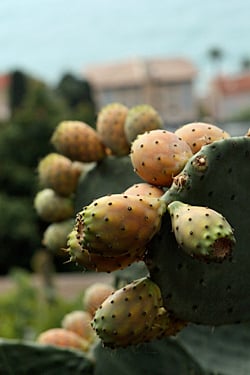 prickly pears