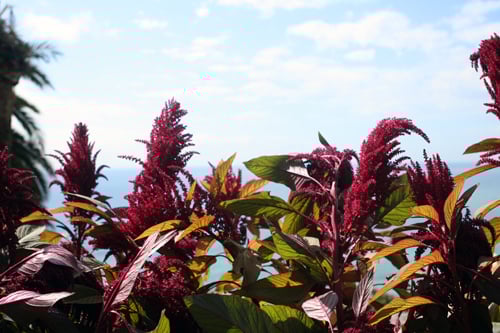amaranth