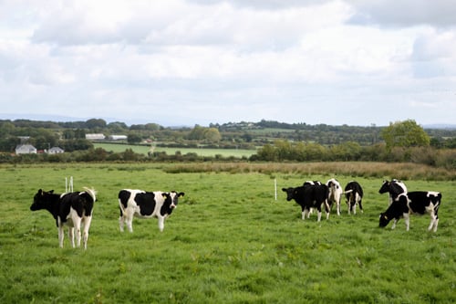 cows in Ireland