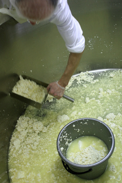 lifting cheese curds