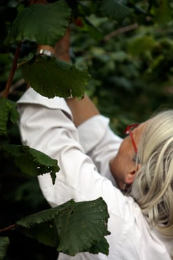 Darina Allen foraging