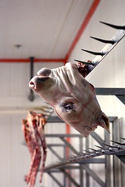 pig head