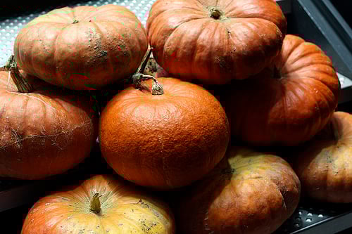 pumpkins
