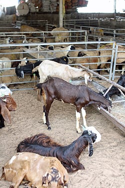 goat market