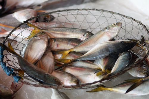 fish at market