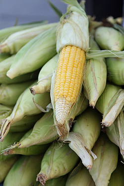 corn