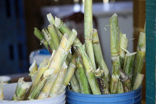 sugar cane for juice