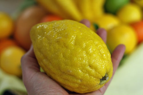 etrog citron