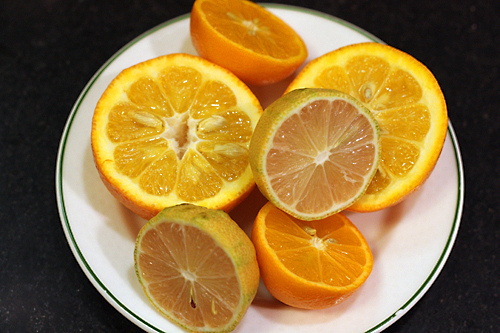 mixed citrus
