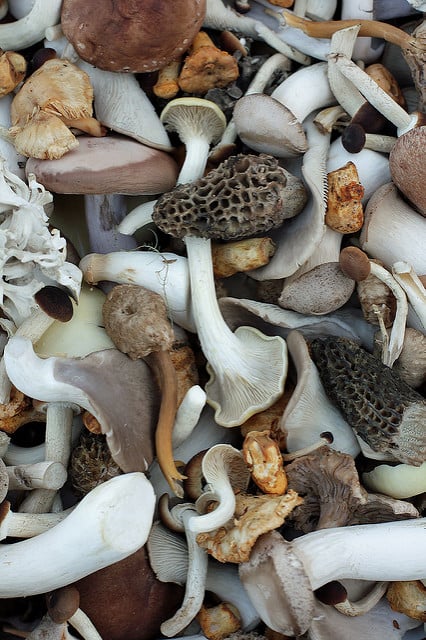 gorgeous Swiss mushrooms