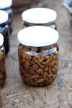 mushrooms in vinegar