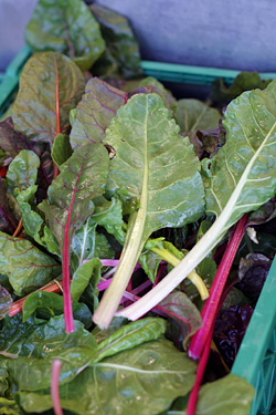 swiss chard