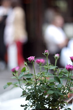 frenchie wine bar roses