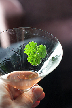 cilantro cocktail