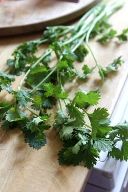 cilantro