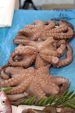 octopus