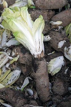 belgian endive plant