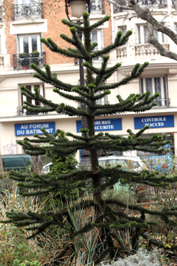 sapin paris