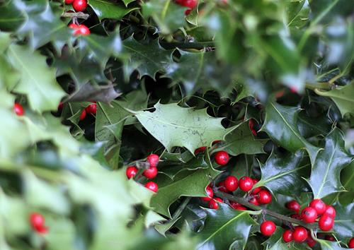 Houx-Holly